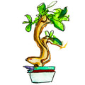 bonsai