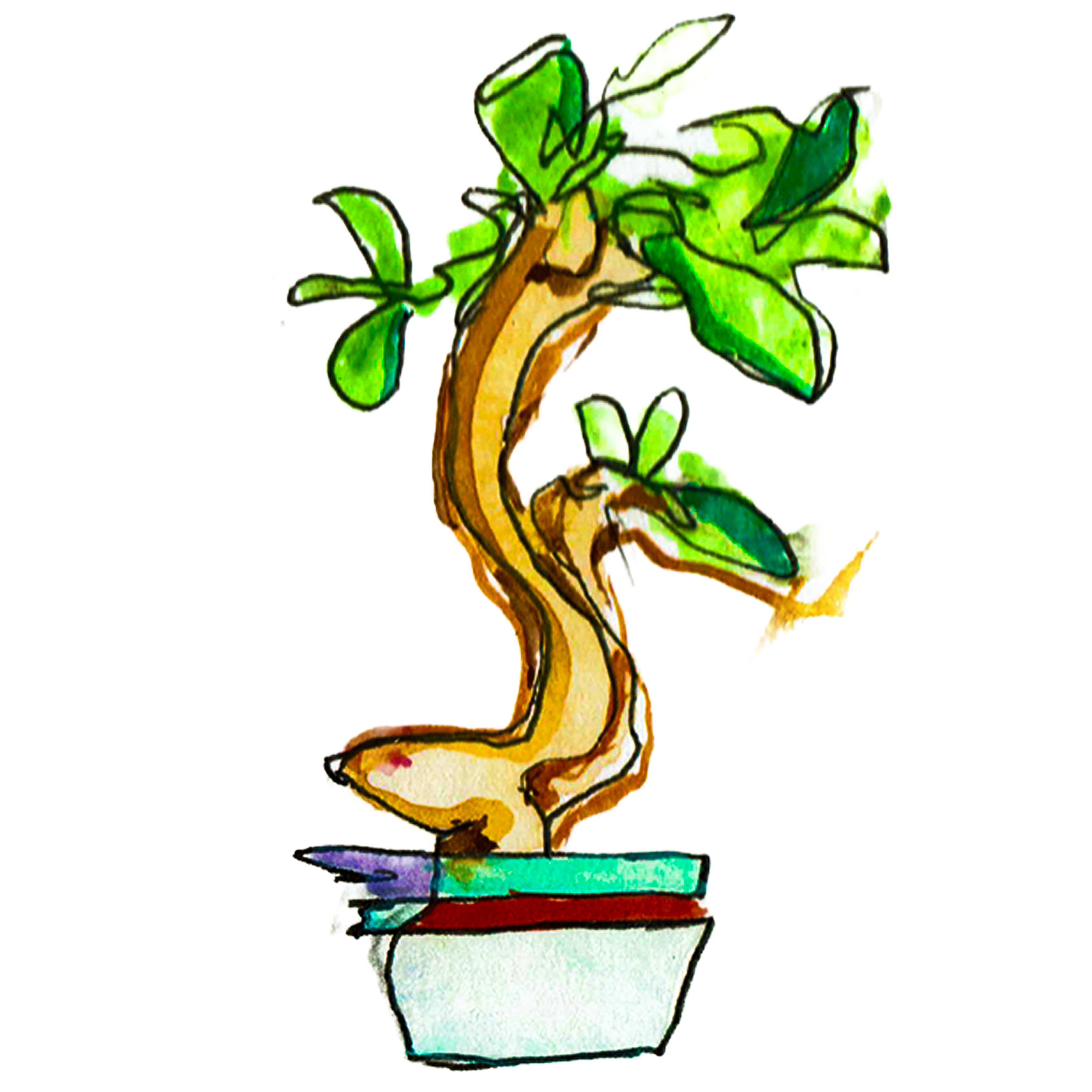 bonsai