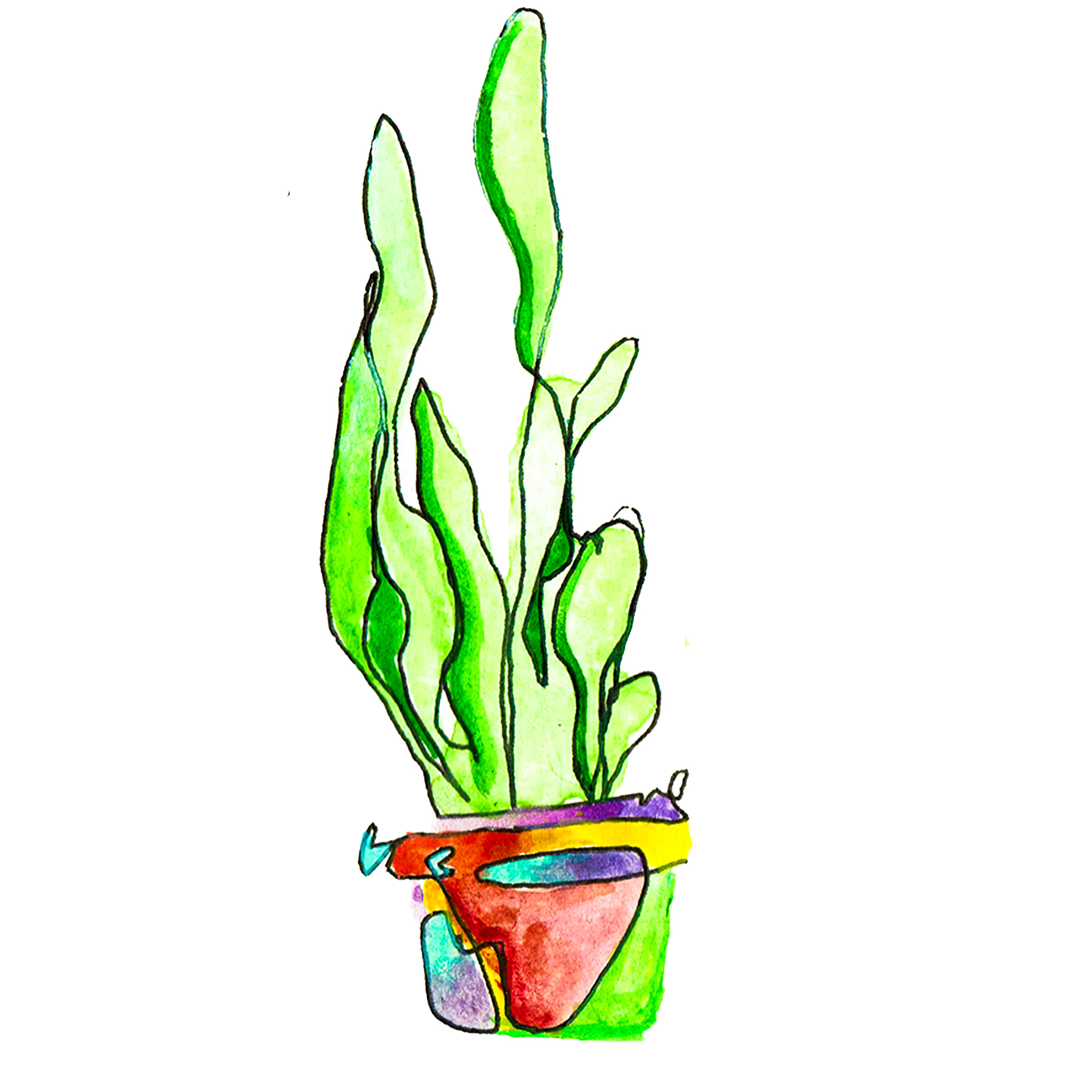 snake plant