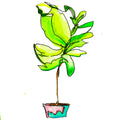 Philodendron