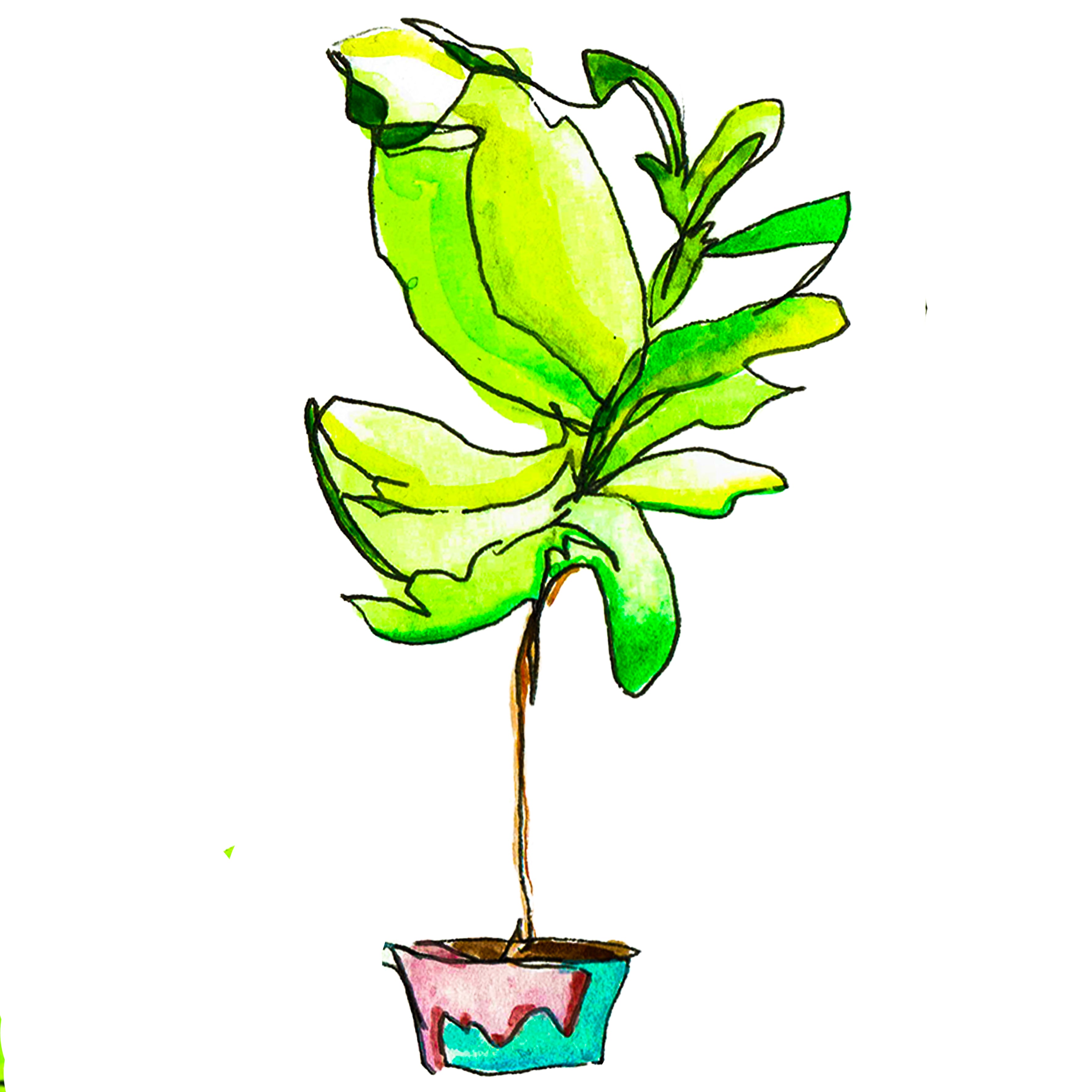 Philodendron