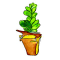 little fern