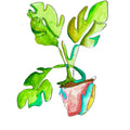 monstera