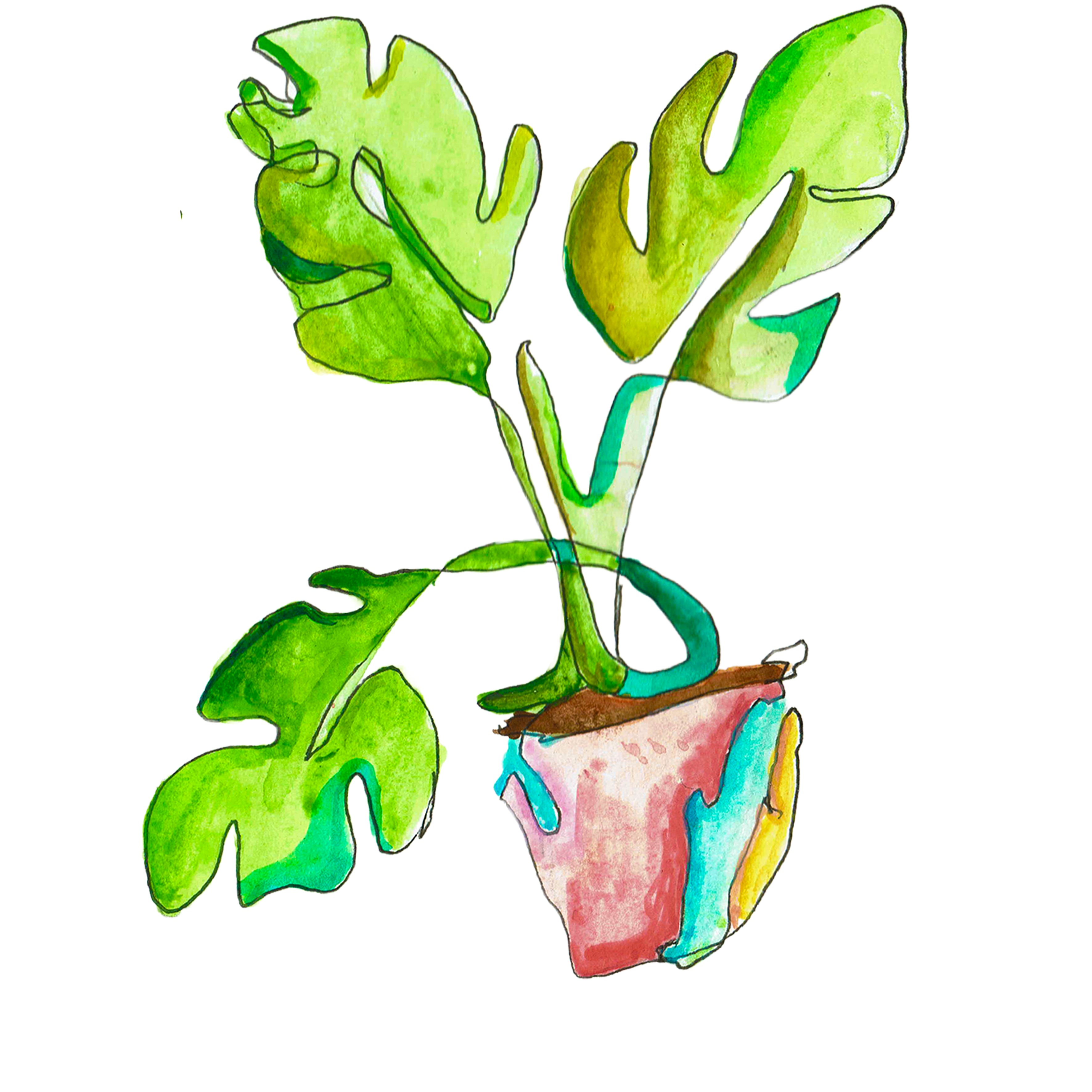 monstera