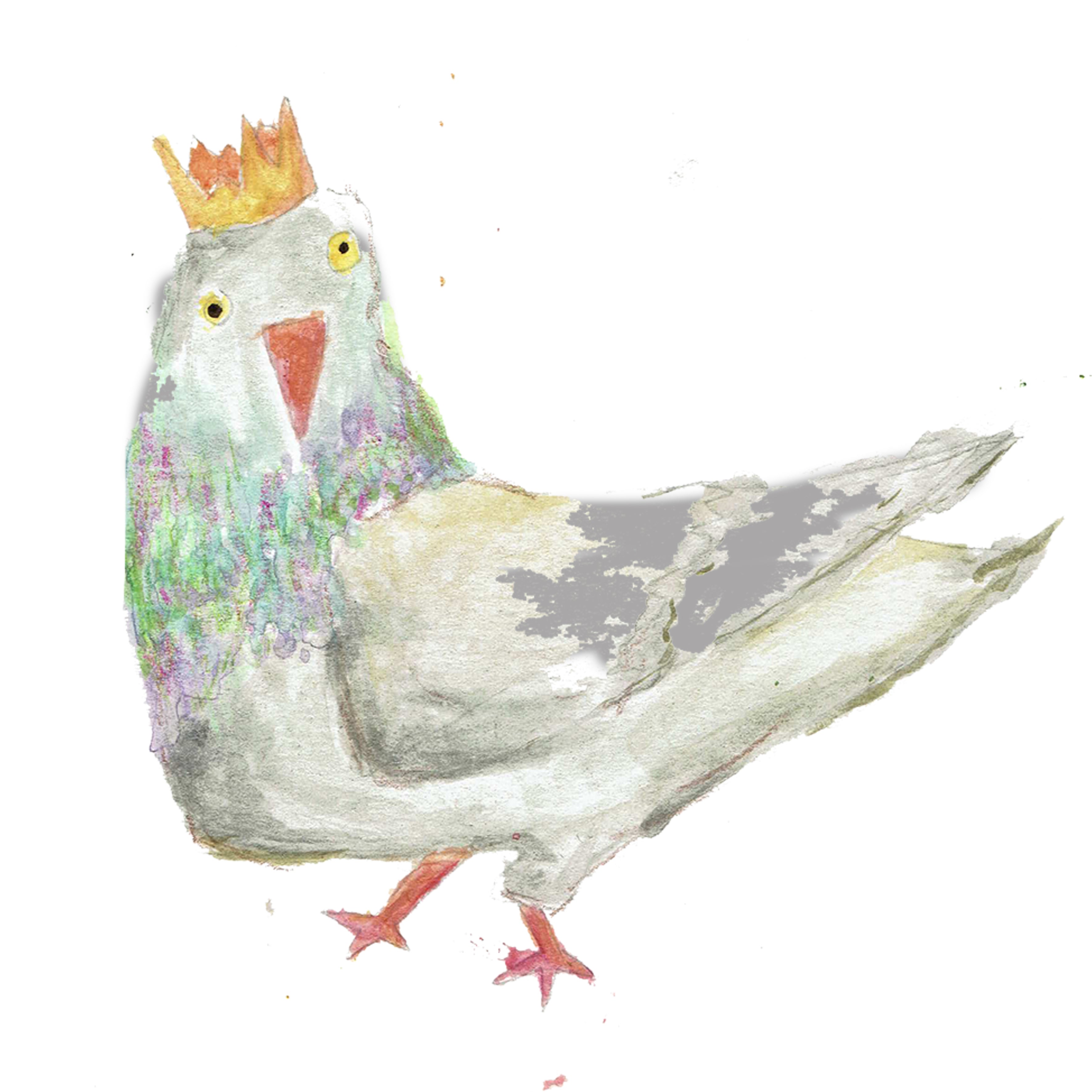 pigeon