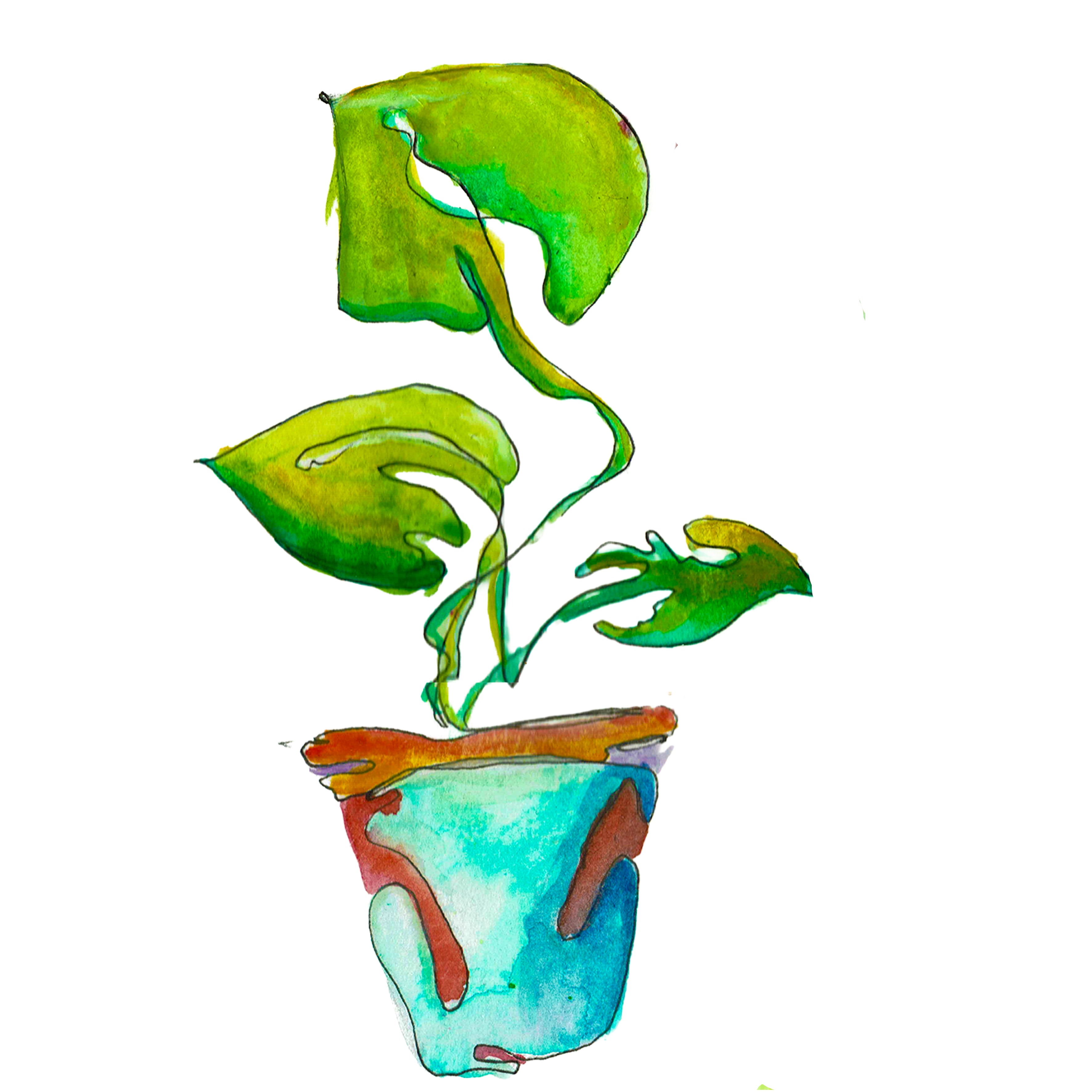 Calathea